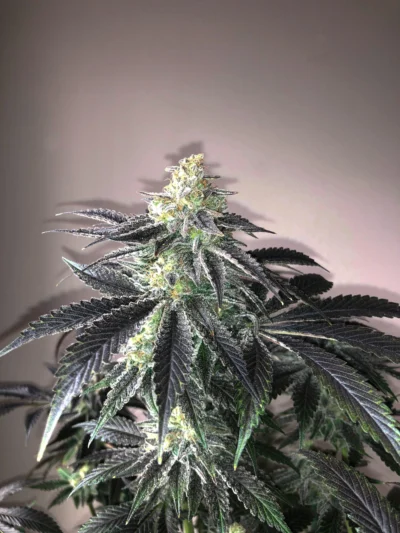 Close-up of a cannabis bud covered in frosty trichomes with dark purple-tinged leaves nearby.