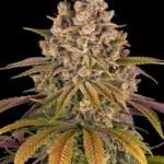 Close-up of a frosty cannabis bud with dense trichomes and purple-yellow leaves against a black background.