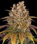 MINDLY - LEMON TREE - BF | ORNAMENTAL PLANT - Image 2