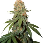 MINDLY - BROTE DE NARANJA - DP | PLANTA ORNAMENTAL