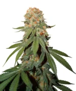 Close-up of a budding cannabis plant with frosty trichomes and orange pistils against a white background.