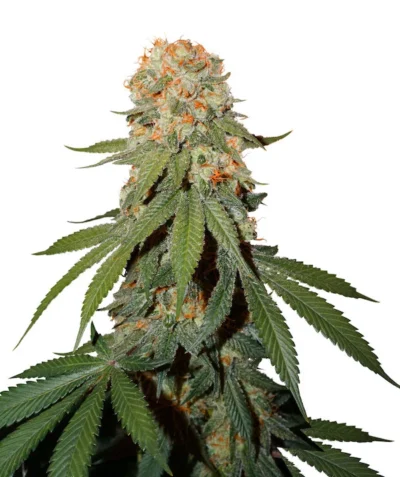 Close-up of a budding cannabis plant with frosty trichomes and orange pistils against a white background.
