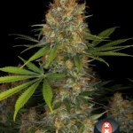 Close-up of a flowering cannabis plant with dense frosty buds and orange pistils against a black background