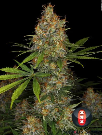 Close-up of a flowering cannabis plant with dense frosty buds and orange pistils against a black background