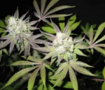 Cannabis plant with frosty, dense buds and purple-tinged leaves against a dark background.