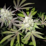 MINDLY - TIRAMISU - THE CALI CONNECTION | PLANTE ORNEMENTALE