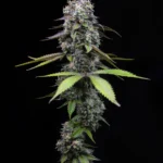 MINDLY - ZOAP - DOJA EXCLUSIVE CUT | PLANTE ORNEMENTALE