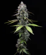 Close-up of a flowering cannabis plant with dense frosty buds against a black background.