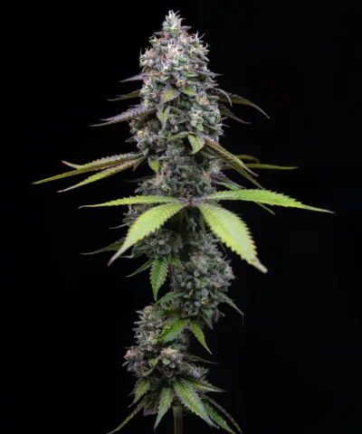 Close-up of a flowering cannabis plant with dense frosty buds against a black background.
