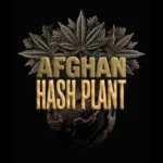 BARNEY'S FARM - AFGHAN HASH PLANT AUTO FEM