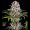 BARNEY'S FARM - AMNESIA HAZE FEM