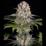 BARNEY'S FARM - AMNESIA HAZE FEM