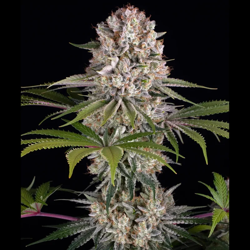 BARNEYS-FARM-AMNESIA-HAZE-FEM_plant.webp BARNEY'S FARM - AMNESIA HAZE FEM - Image 1