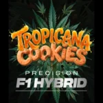 BARNEY'S FARM - TROPICANA COOKIES AUTO FEM