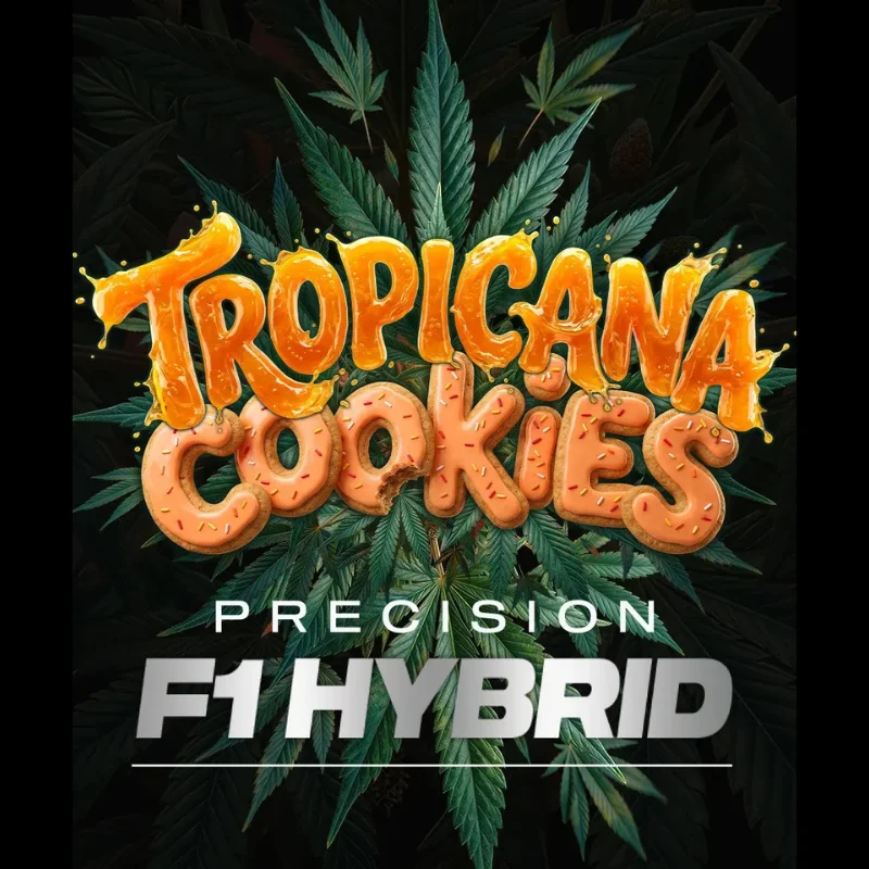 BARNEYS-FARM-TROPICANA-COOKIES-AUTO-FEM_logo.webp BARNEY'S FARM - TROPICANA COOKIES AUTO FEM - Image 1