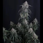 FAST BUDS - GMO AUTO FEM - Imagen 2