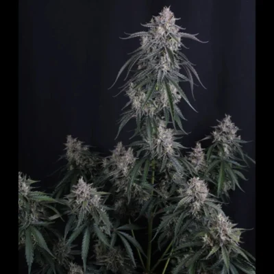 FAST BUDS - GMO AUTO FEM - Imagen 2