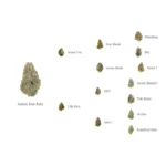 FAST BUDS - LEMON TREE AUTO FEM - Imagen 3