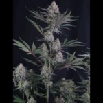 FAST BUDS - LEMON TREE AUTO FEM - Imagen 2