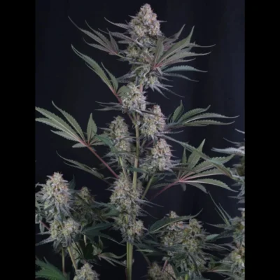 FAST BUDS - LEMON TREE AUTO FEM - Imagen 2
