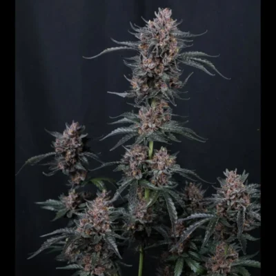 FAST BUDS - MANGO CHERRY RUNTZ AUTO FEM - Image 2