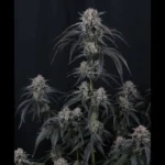 FAST BUDS - MANGO FROST AUTO FEM - Image 2