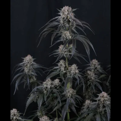 FAST BUDS - MANGO FROST AUTO FEM - Image 2