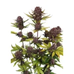 FAST BUDS - PURPLE LEMONADE AUTO RF3 FEM - Image 2