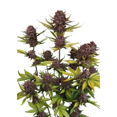 FAST BUDS - PURPLE LEMONADE AUTO RF3 FEM - Image 2